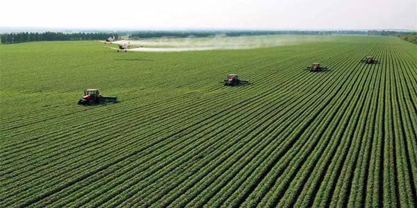 一顆榴蓮價(jià)格之變背后的“一帶一路”機(jī)遇